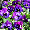 Виола крупноцветковая Дельта Неон Виолет фото 1 